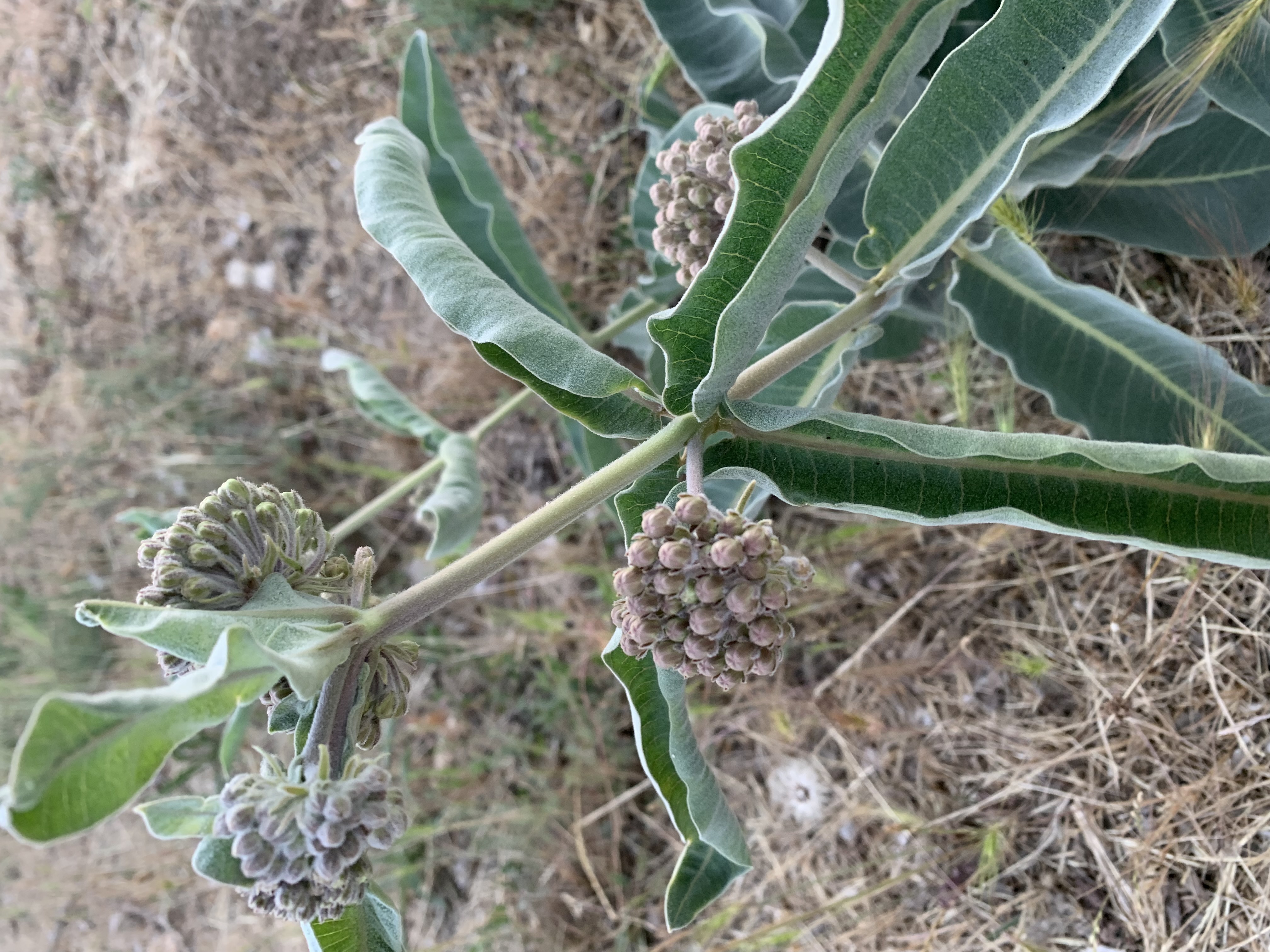 Indian Milkweed has large, hairy, and fleshy leaves. Great food source for Monarch Caterpillars