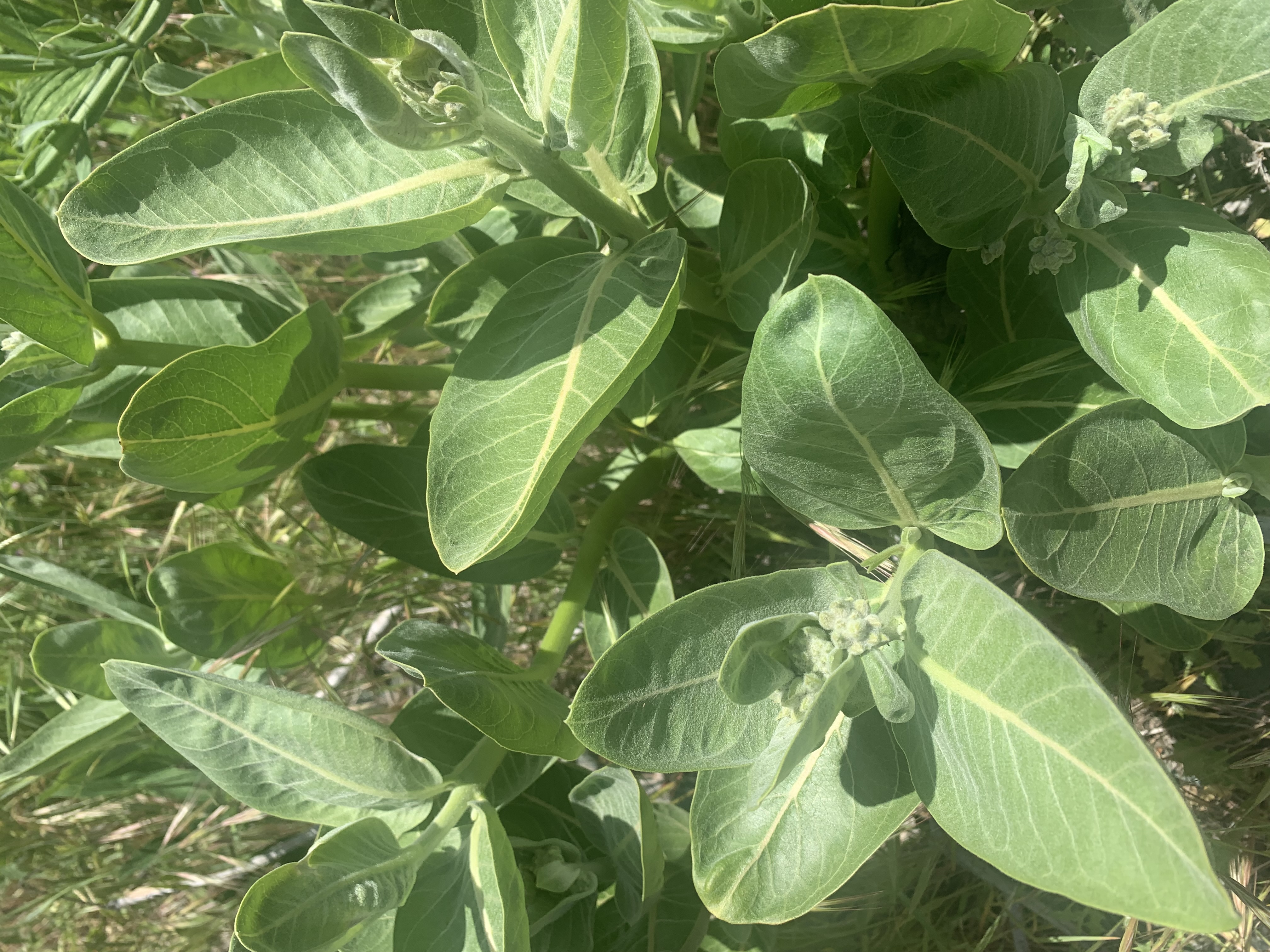 Indian Milkweed, Asclepias Eriocarpa, Kotolo, Woollypod Milkweed