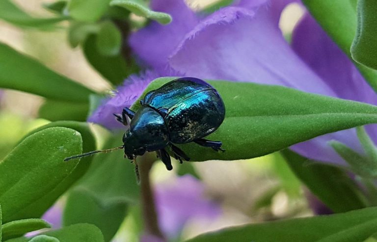 beetle, blue milkweed beetle, bug-1424316.jpg