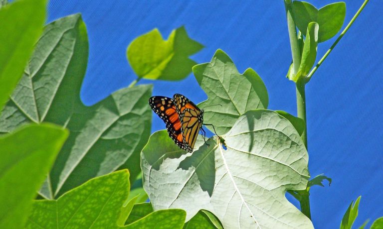 butterfly, monarch, insect-18357.jpg