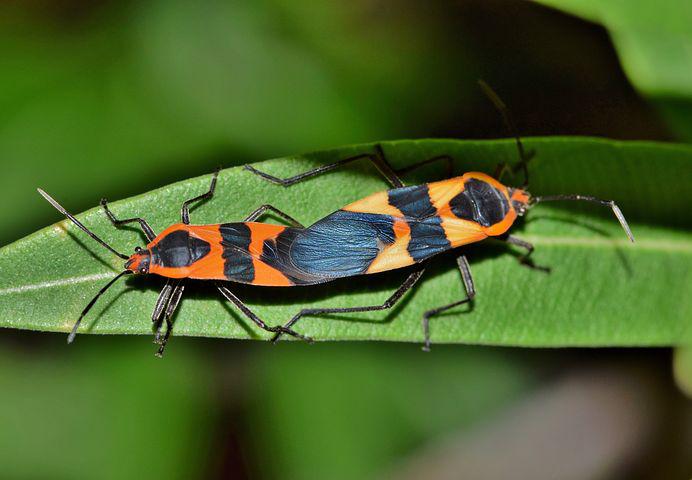 large milkweed bug