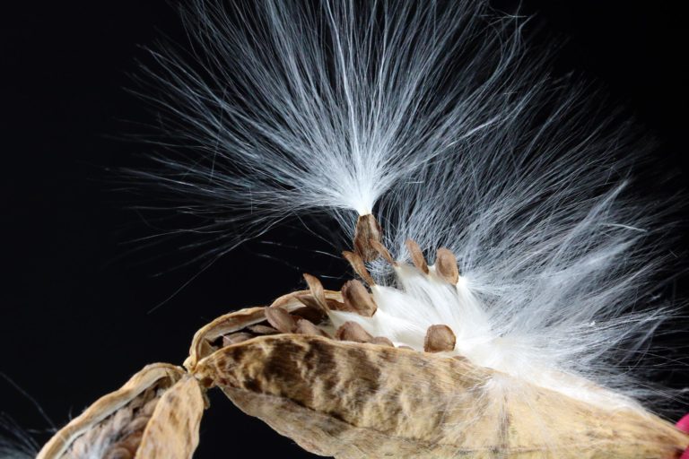 milkweed seeds are connected to floss in order to spread around