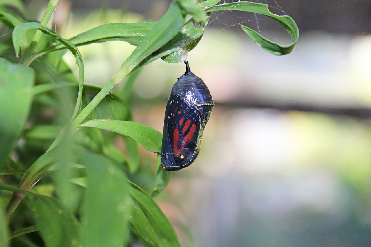 monarch butterfly, chrysalis, hatching-4835194.jpg