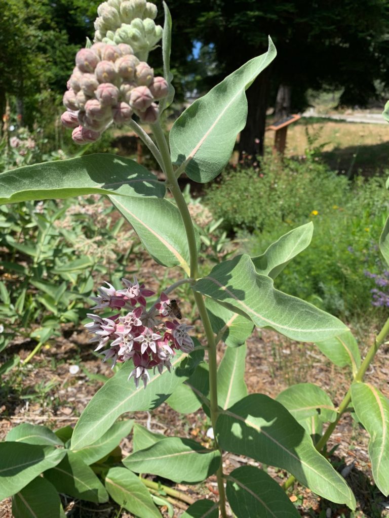 showy milkweed (asclepias speciosa)